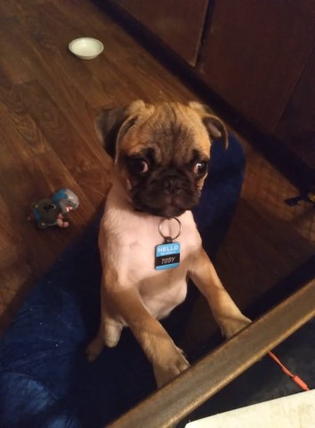 Pug puppy available for adoption. all papers verifying he is purebred.