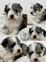Mini Schnauzer - floridaschnauzermelo Miniature Schnauzer for sale/adoption
