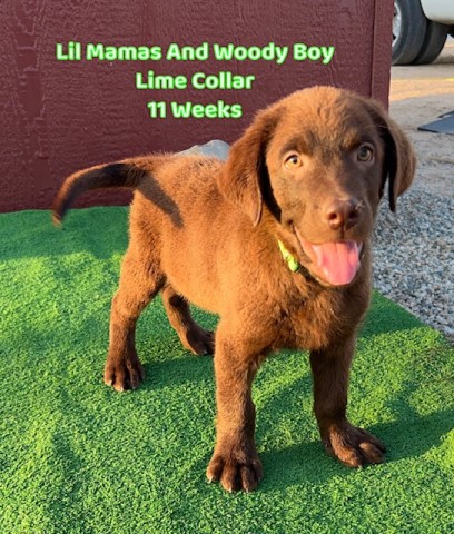 Labrador Retriever puppy for sale + 63727