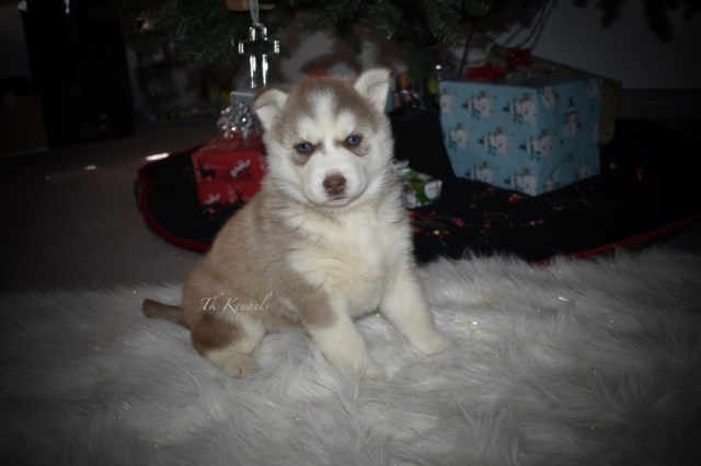 Female Siberian Husky