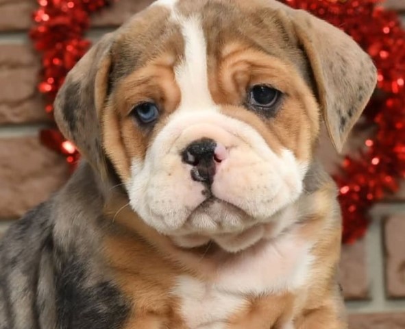 Contact us for your lovely English Bulldog puppies