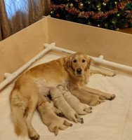 The Golden Three Golden Retriever for sale/adoption