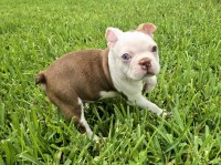 Last Puppy Listed