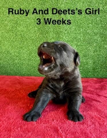 AKC Female Black Labrador Puppy