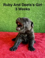 AKC Female Black Labrador Puppy Labrador Retriever for sale/adoption