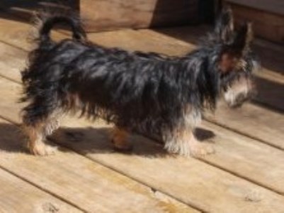 Yorkshire Terrier puppy for sale + 66506