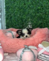 Super Cute Chihuahua Puppy Chihuahua for sale/adoption