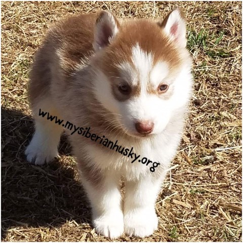Siberian Husky puppy for sale + 47118