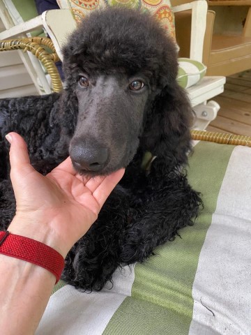 Standard Poodle Puppies