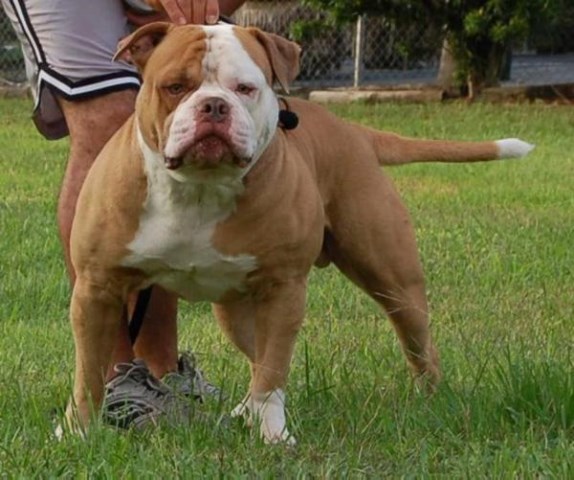 American Bulldog puppy dog for sale in Livonia, Missouri