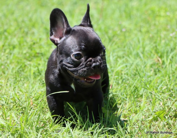 French Bulldog puppy for sale + 66403