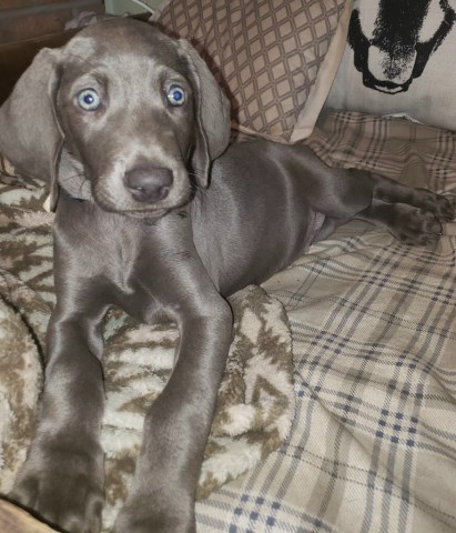 Waggin' Weims  (Central Florida)