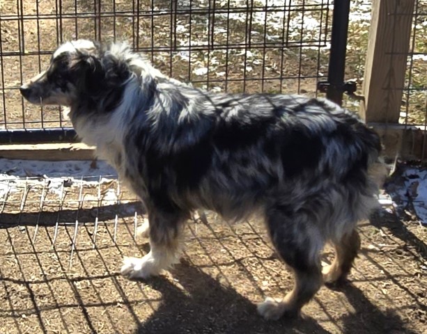 ASDR blue merle Australian Shepherd female Carrie. call 231 821 2603