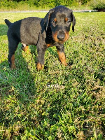 Dobermans puppies for sale