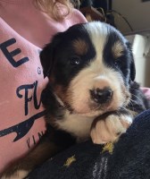 Bernese Mountain males Bernese Mountain Dog for sale/adoption
