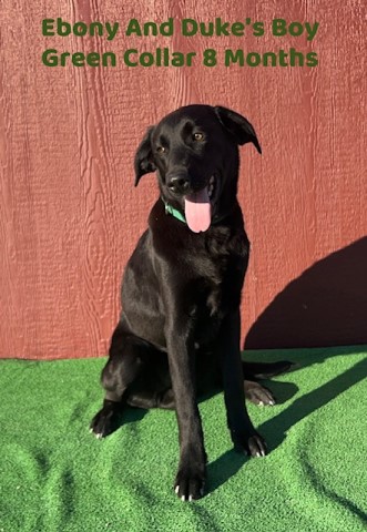 AKC Male Black Lab Pup