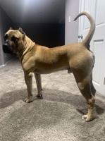 Presa Canario Puppies Are Here !!!!! Perro De Presa Canario for sale/adoption