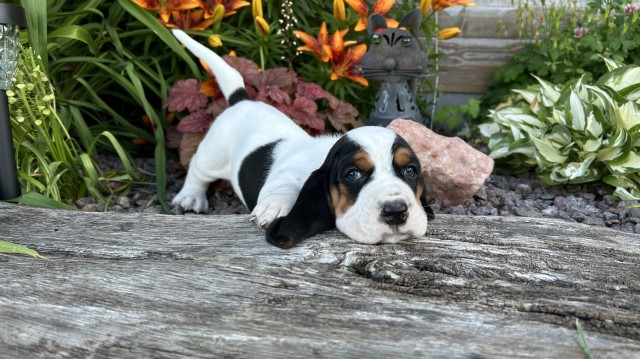 Basset Male Puppies Available