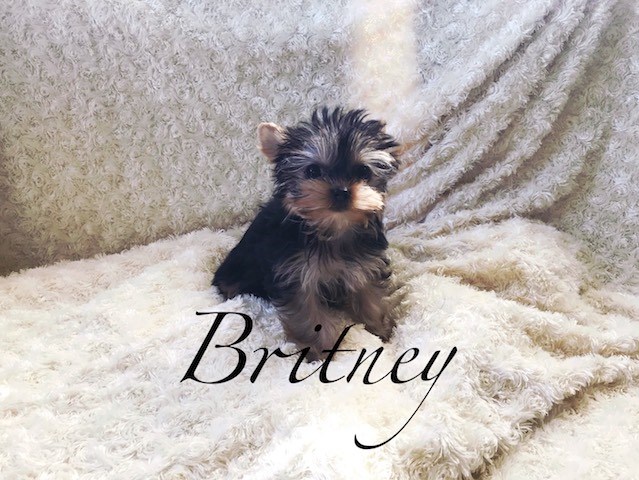 Yorkshire Terrier puppy for sale + 51737