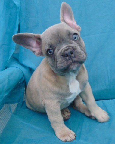 French Bulldog puppy dog for sale in Mount Clemens, Michigan