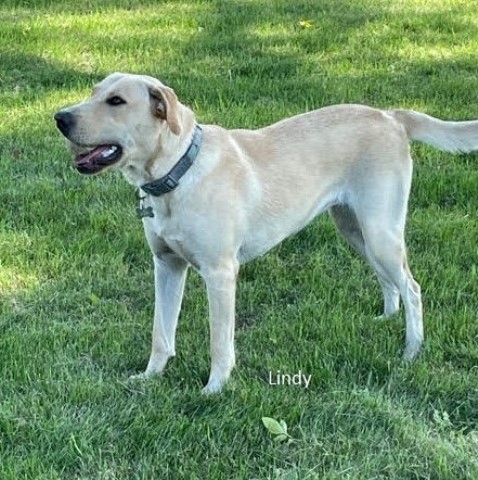 Labrador Retriever puppy for sale + 64870