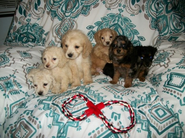 Cockapoo puppies for sale