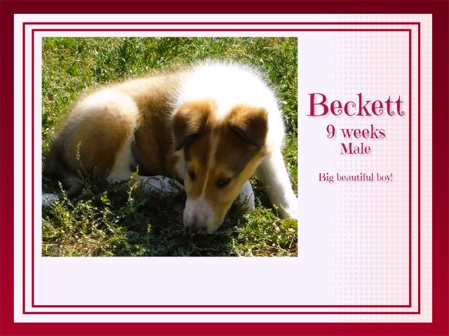 Collie puppy for sale + 65158