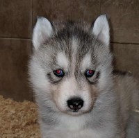 AKC Siberian Husky Champion  lines Siberian Husky for sale/adoption