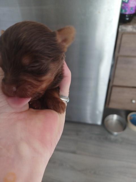 chocolate yorkie boy