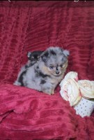 Pomeranians available Pomeranian for sale/adoption