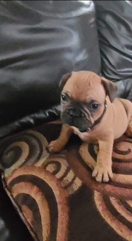 French Bulldog puppy for sale + 63812