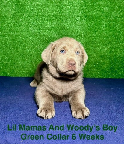 AKC Silver Male Lab Puppies