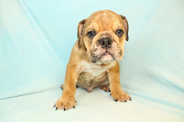 English Bulldog puppy for sale + 60689