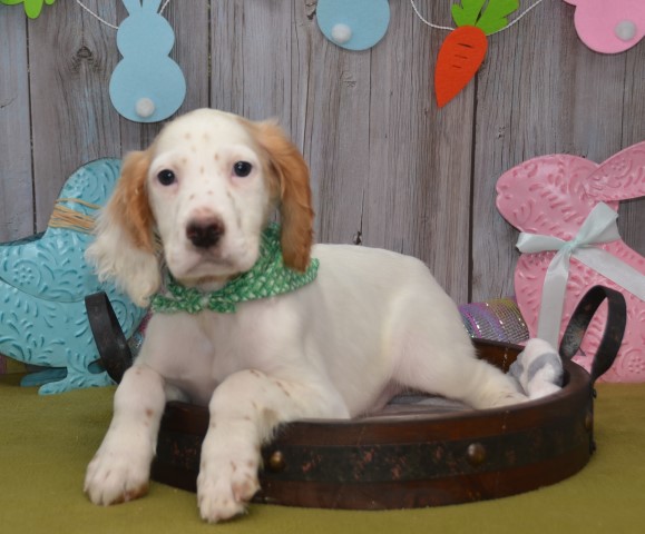English Setter puppy dog for sale in East Palestine, Ohio