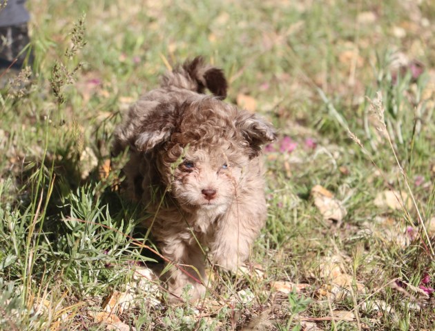 Poodle Toy puppy for sale + 59356