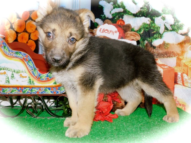 German Shepherd Pups. Prespoiled. Easy To TRAIN. Financing.