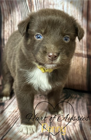 Australian Shepherd Dog puppy for sale + 64174