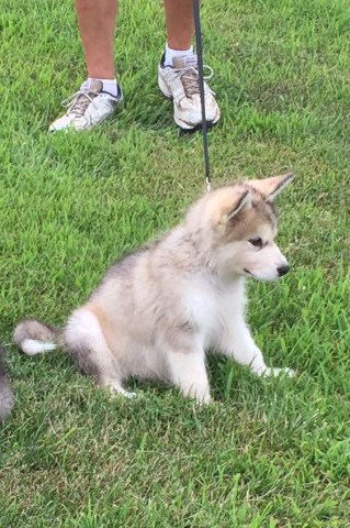 Alaskan Malamute puppy for sale + 49803