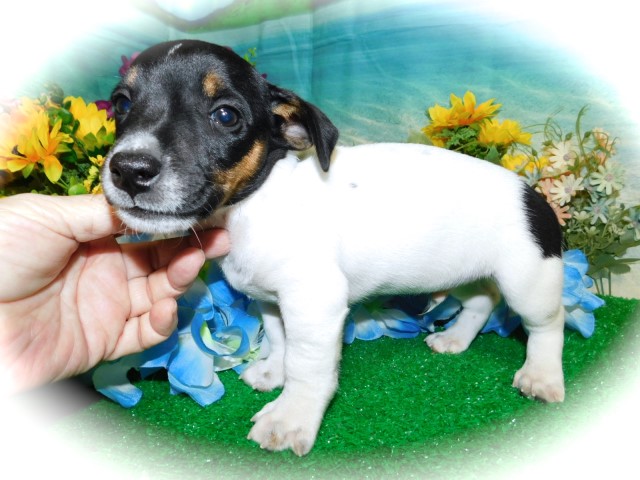 Jack Russell Terrier puppy for sale + 61837