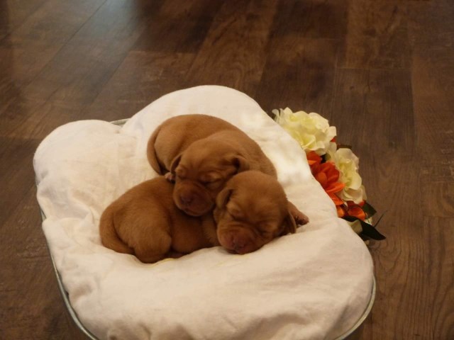 Fox Red/Dark Yellow English Labradors