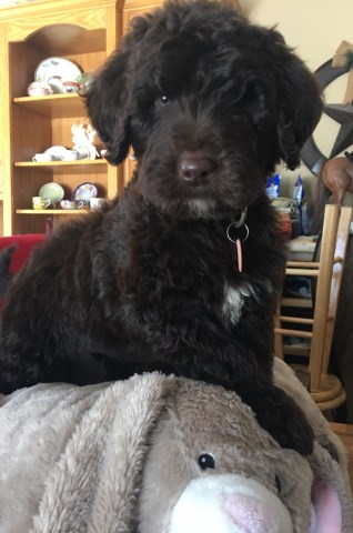 Poodle Standard puppy for sale + 52052