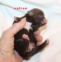 chocolate party yorkies Yorkshire Terrier for sale/adoption