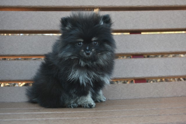 Purebred Pomeranian puppy Girl Daisy