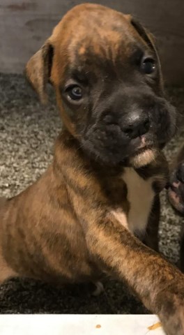 APR registered boxer puppies for sale