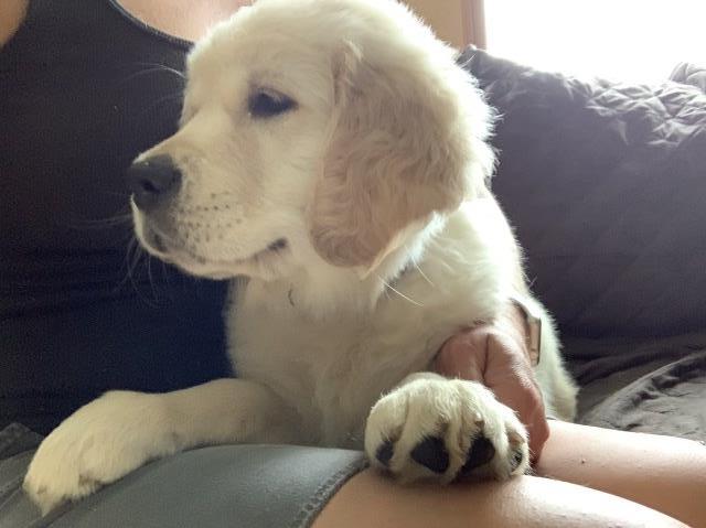 Golden Retriever puppy for sale + 58497