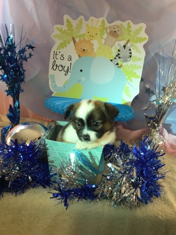 Micro Teddybear Shiranians