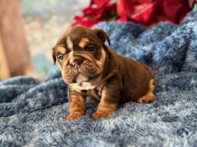 English Bulldog puppy for sale + 66958