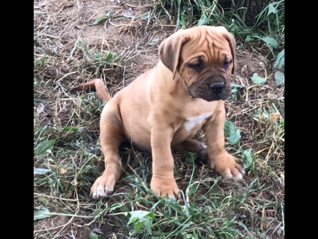 Dogue De Bordeaux puppy for sale + 65996