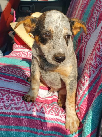 Australian Cattle Dog puppy for sale + 62070