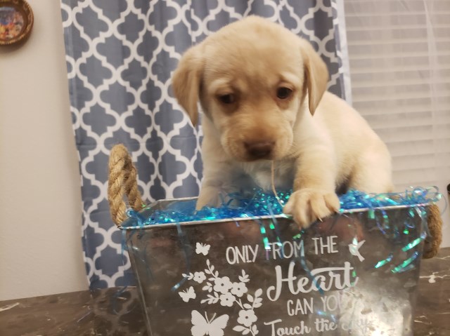 Snowflake, purebred labrador puppy